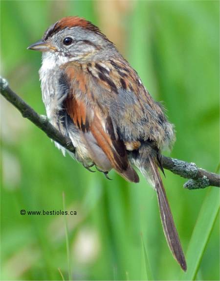 Photographie d'un bruant des marais