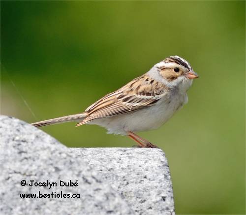 Photographie de bruant des plaines