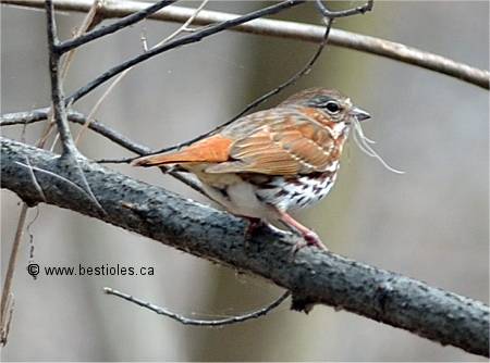 Photographie d'un bruant fauve sur une branche