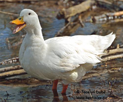 Photo d'un canard de P�kin