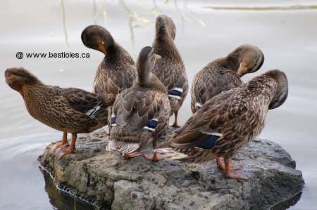 Photo de canards