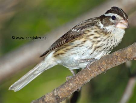 Photo d'une femelle cardinal � poitrine rose