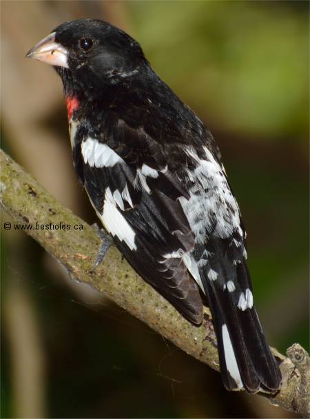 Photo de dos d'un cardinal � poitrine rose