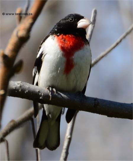 Photo d'un cardinal � poitrine rose m�le