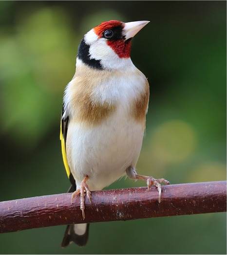 Photo d'un chardonneret élégant mâle
