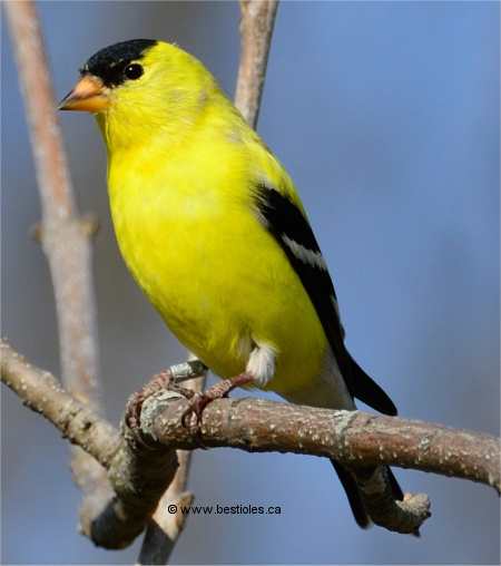 Photo d'un chardonneret m�le