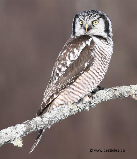 Photo d'une chouette épervière (Surnia ulula)