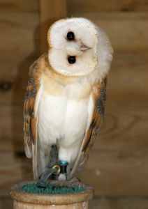 Photo de chouette