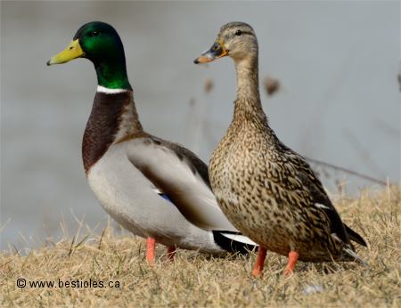 Photo de canards colverts