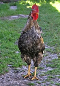Photo d'un coq