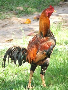 Photo de coq