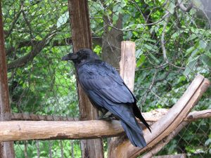 Photo de corbeau