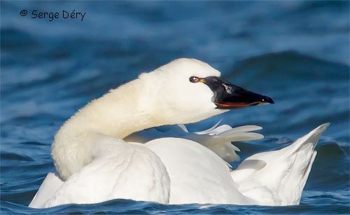 Cygne siffleur