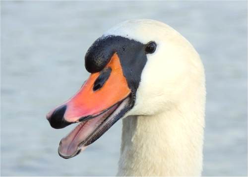Tête d'un cygne tuberculé
