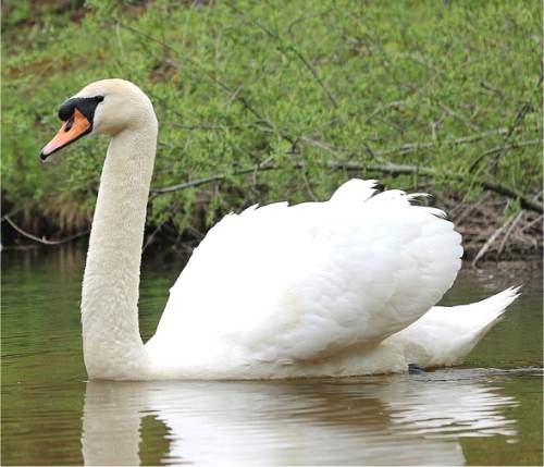 Photo de cygne tuberculé