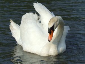Photo de cygne
