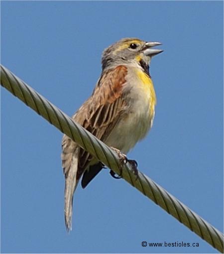 Photo de dickcissel perché sur un fil