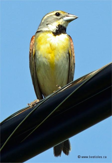 Photo de dickcissel d'Amérique vue de face