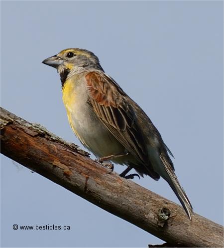 Photo de Dickcissel d'Amérique mâle