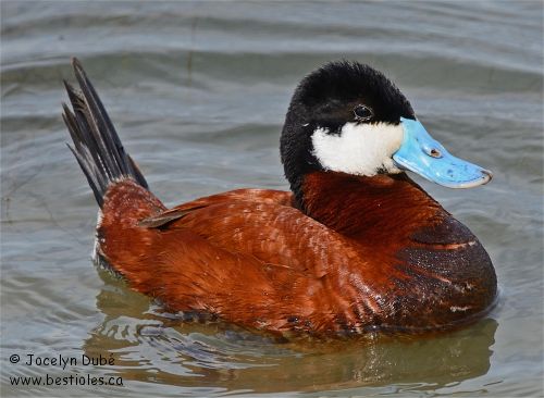 Photo d'érismature rousse mâle