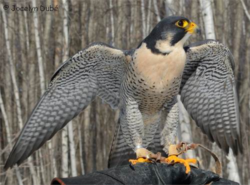 Photo d'un oiseau falconid�s (faucon p�lerin)