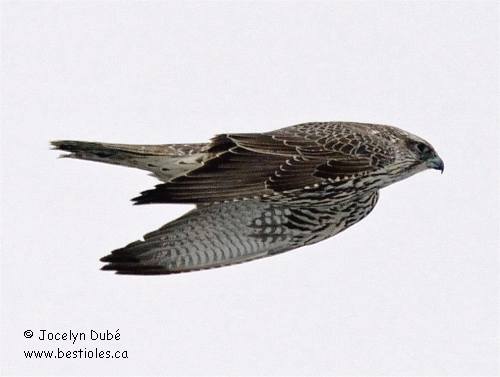 Photo de Faucon gerfaut de forme grise