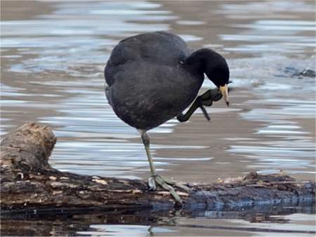 Foulque d'Am�rique sur ses pattes
