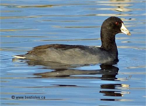 Photo de foulque d'Am�rique