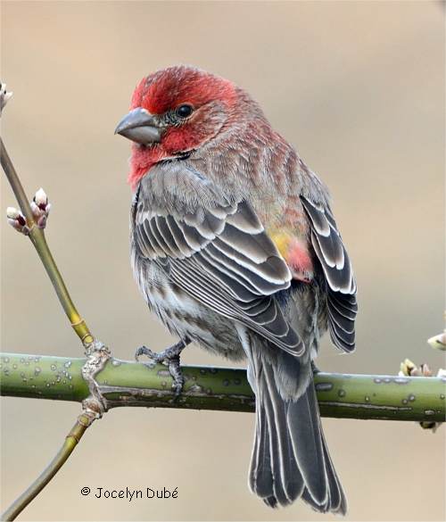 Photo d'un oiseau de la famille des Fringillidés (Roselin pourpré)