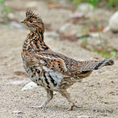 Photo d'une gélinotte huppée