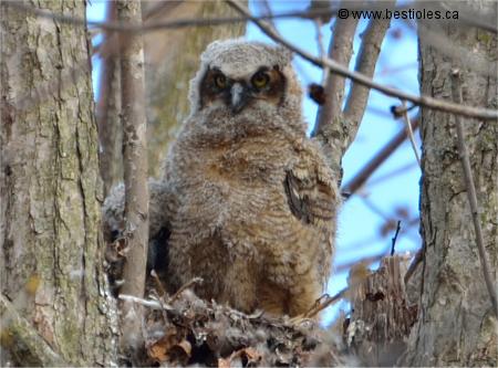 Photo d'un bébé grand duc