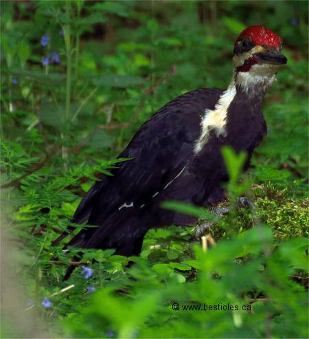 Photo d'un grand pic m�le