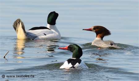 Photo d'un groupe de grands harles sur l'eau