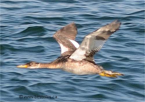 Photo de gr�be jougris en plumage d'automne qui vole