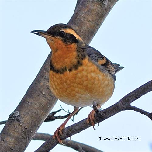 Photo de grive à collier (varied thrush)