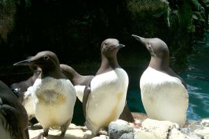 Photo de guillemots