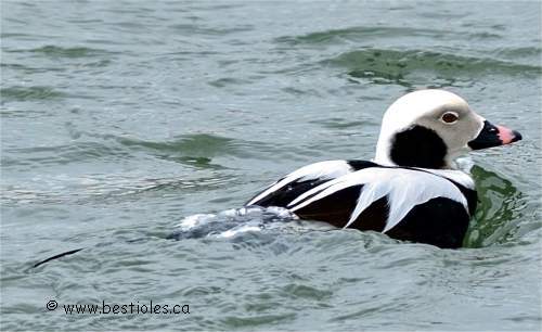 Harelde kakawi m�le en plumage d'hiver