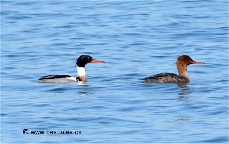 Photographie d'un couple de harle hupp�