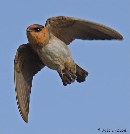 Photographie d'une hirondelle � front brun en vol
