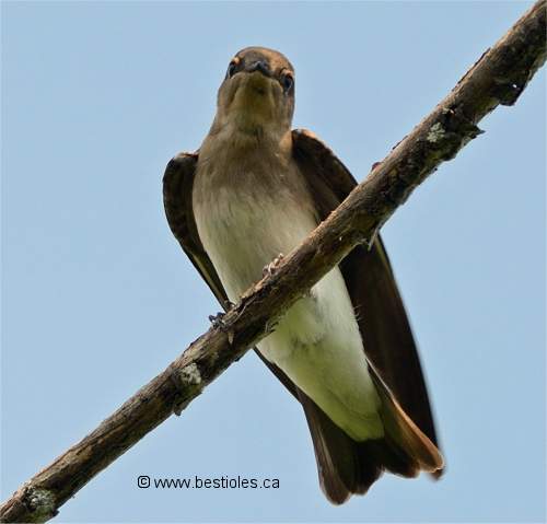 Photographie d'hirondelle à ailes hérissées