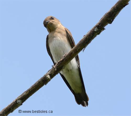 Photo d'une hirondelle à ailes hérissées