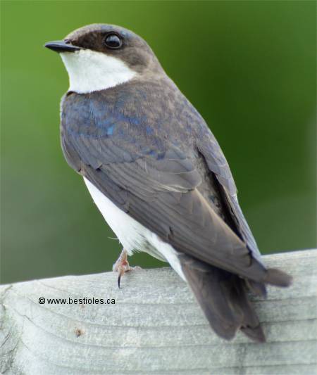 Photo d'une hirondelle bicolore femelle