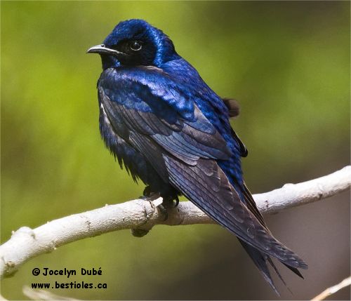 Photo d'une hirondelle noire mâle