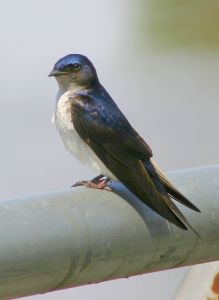 Photo d'une hirondelle