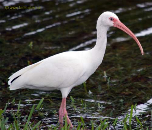 Photo d'un ibis blanc