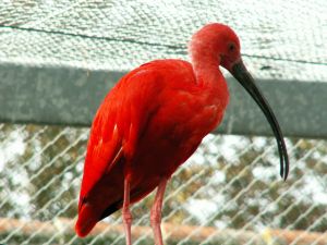 Photo d'un ibis rouge