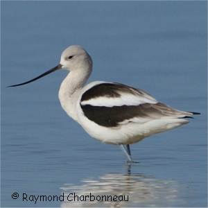 Avocette d'Am�rique