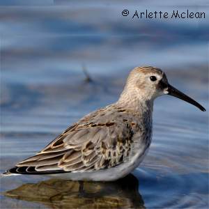 B�casseau d'Alaska