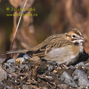 Bruant � joues marron