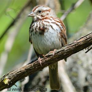 Photo d'un bruant chanteur